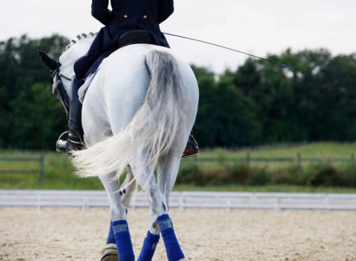 Murcia se prepara para el campeonato de España de Caballos Jóvenes de Doma Clásica