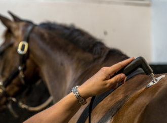 Tecnología INDIBA: Innovación en la recuperación y el rendimiento de caballos deportistas