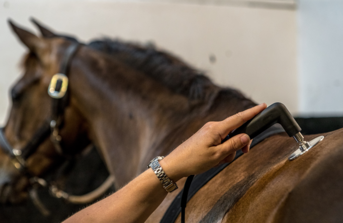 Tecnología INDIBA: Innovación en la recuperación y el rendimiento de caballos deportistas