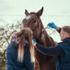 Consejos para la recuperación efectiva de los caballos después de una competencia