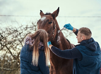 Consejos para la recuperación efectiva de los caballos después de una competencia