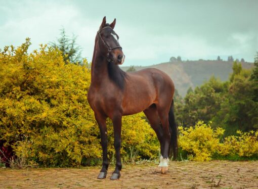 ¿Sabía que el 40% de los caballos de exhibición sufre de deshidratación severa?