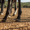 Cómo reducir la hinchazón en las patas de los caballos: Métodos efectivos y causas comunes