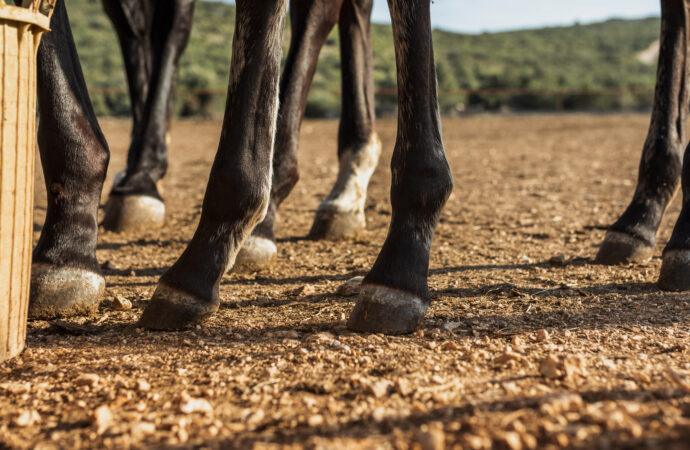 Cómo reducir la hinchazón en las patas de los caballos: Métodos efectivos y causas comunes