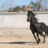 40% de los caballos de exposición sufren deshidratación severa