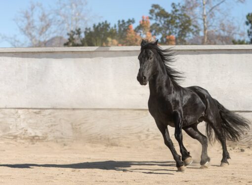 40% de los caballos de exposición sufren deshidratación severa
