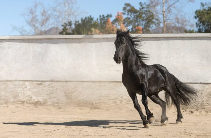 40% de los caballos de exposición sufren deshidratación severa