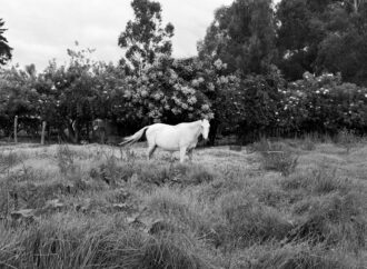 Forza Cavalli: la elegancia ecuestre inspirada en la tradición italiana