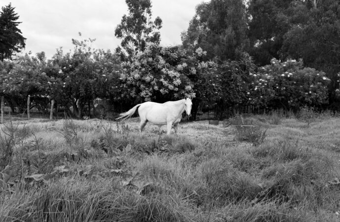 Forza Cavalli: la elegancia ecuestre inspirada en la tradición italiana