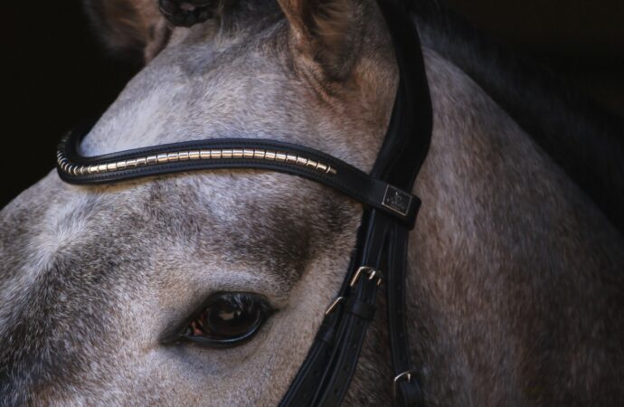 La nueva era del diseño anatómico llega a Colombia con Equestrian Essentials y SD®️